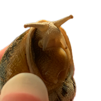 Puppy (snail)